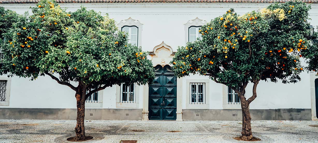 Orange trees Algarve