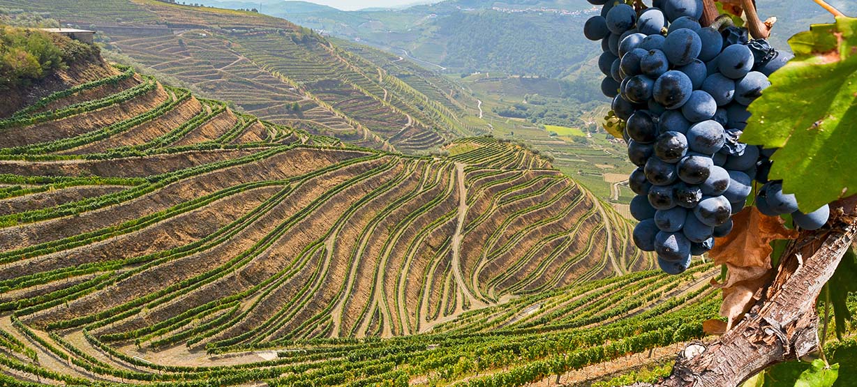 old vineyard in the Douro valey