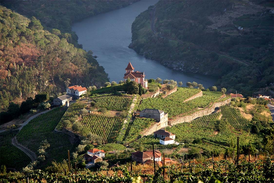 vinha no Douro