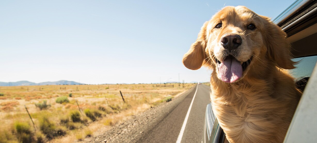 cão a viajar dentro do carro com o focinho de fora