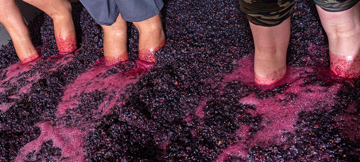 homens a pisar uvas no Douro